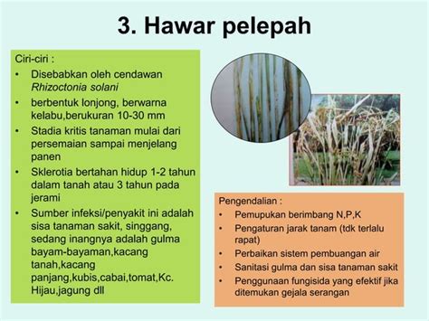 Hama Dan Penyakit Utama Pada Tanaman Padi Ppt