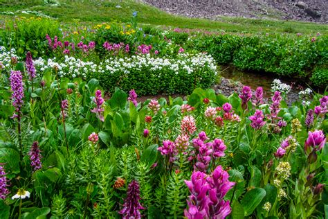 Crested Butte Wildflower Festival