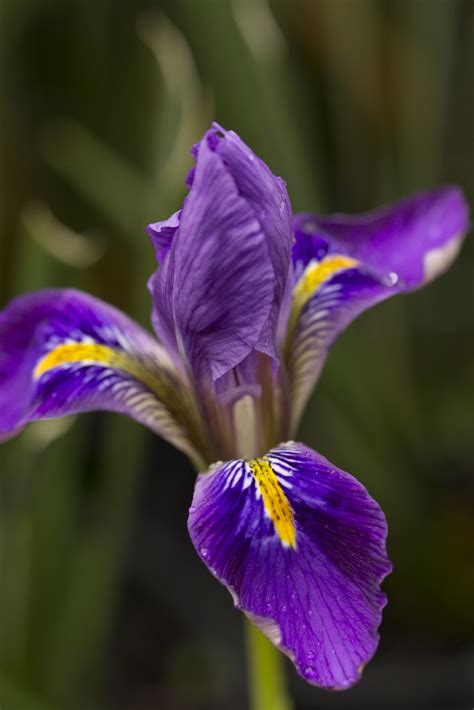 Iris unguicularis 'Mary Barnard' | Algerian Iris | Louisa Billeter | Flickr