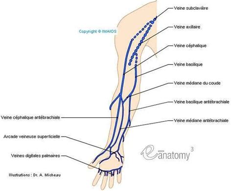 Pictures Of Cephalic Vein