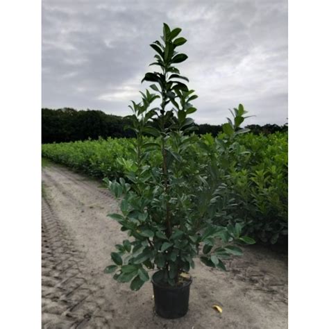 Laurel Hedging Ft Tall Pack Of Large Plants Prunus