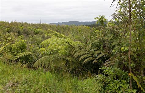 Hunua Reforestation by Natural Habitats Landscapes | ArchiPro NZ