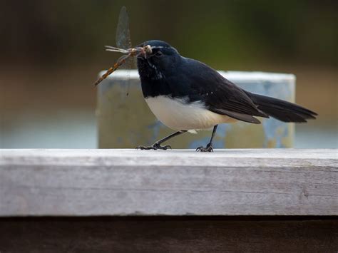 willie wagtails eat birdfact