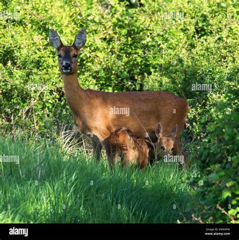 Roe Deer doe with fawn Stock Photo - Alamy