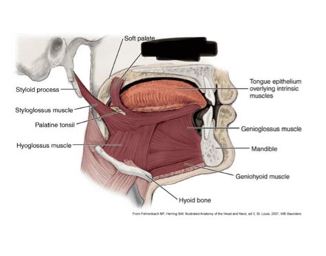 Styloglossus Muscle