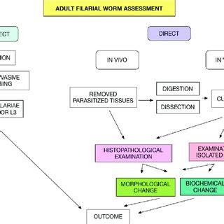 The general life cycle of parasitic filarial worms. | Download ...