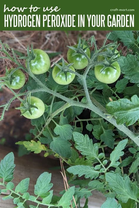 Ways To Use Hydrogen Peroxide In Your Garden Craft Mart