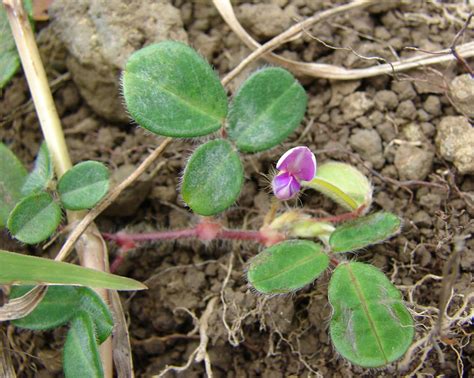 Le Desmodium Propri T S Et Bienfaits Pour La Sant