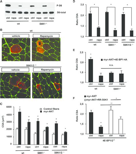 Rapamycin Reduces Akt Induced Hypertrophy By Inhibiting S6k1 Or 4e Bp1 Download Scientific