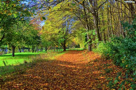 Park Droga Opadłe Liście Drzewa