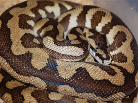 Ball Python Hybrids Morph List World Of Ball Pythons