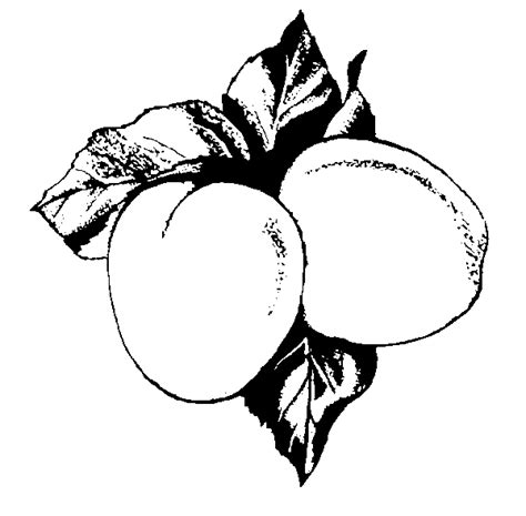 Chico Fruit Clipart Black And White Clip Art Library | atelier-yuwa.ciao.jp