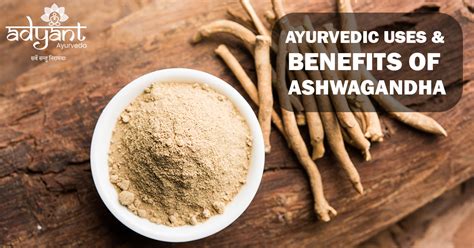 Ayurvedic Uses Benefits Of Ashwagandha