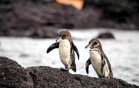 Galápagos Penguin – "OCEAN TREASURES" Memorial Library