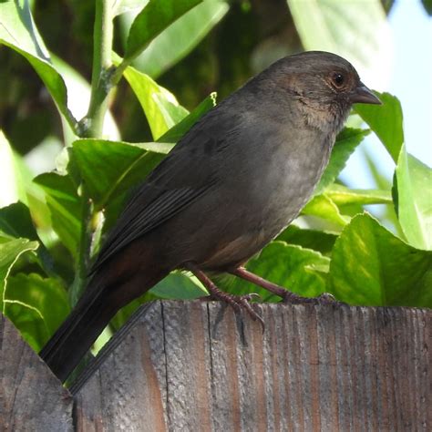 Puslespil Brikker California Towhee On The Back Yard Fence San