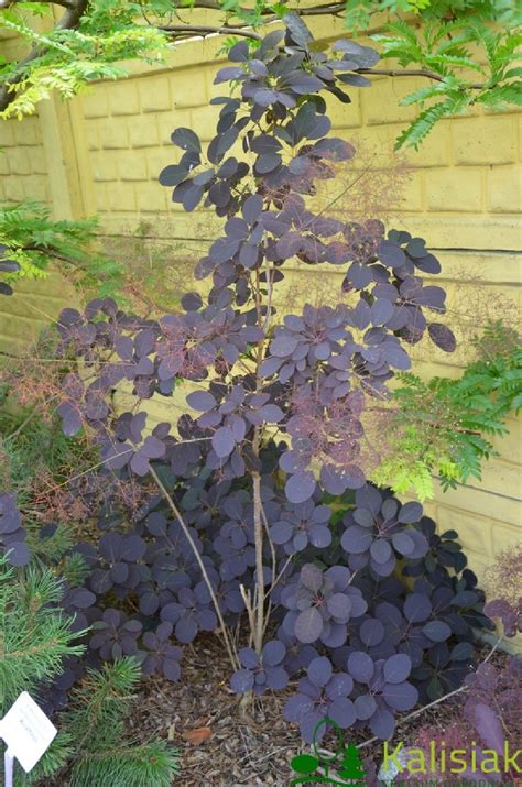 Cotinus Coggygria Magical Torch Kolmagito Perukowiec Podolski