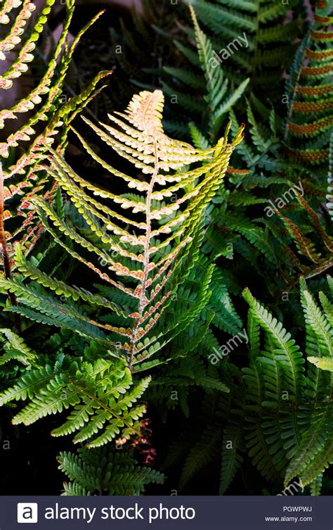 Fern Seed High Resolution Stock Photography And Images Alamy