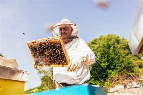 Beekeeper working collect honey. Beekeeping concept. photo – Beekeeper ...