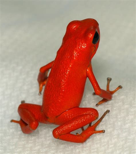 Strawberry Poison Dart Frog ~ Amphibians World