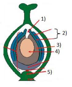 Bio Pflanzen Flashcards