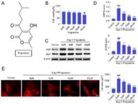 Figure From Pogostone Alleviates Angiotensin Ii Induced Cardiomyocyte