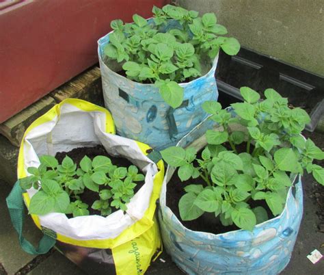 How To Grow Potatoes In A Bucket Simple Steps For Success Garden