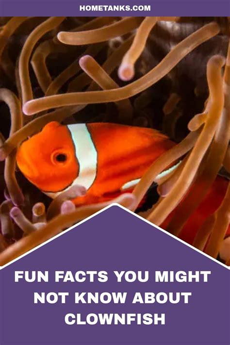 Fun Facts About Clownfish