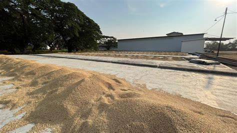 Sang Hyang Seri Serap Gabah Petani Hasil Panen Padi Di Aset Sukamandi