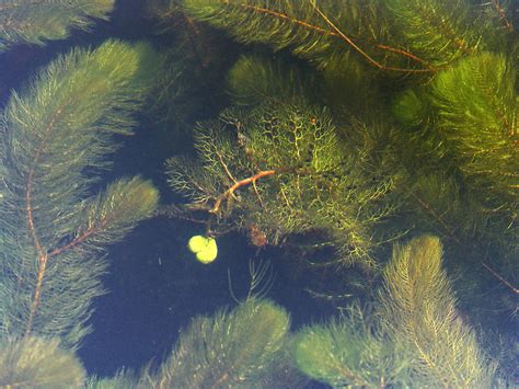 Плотоядные растения: Пузырчатка - Utricularia