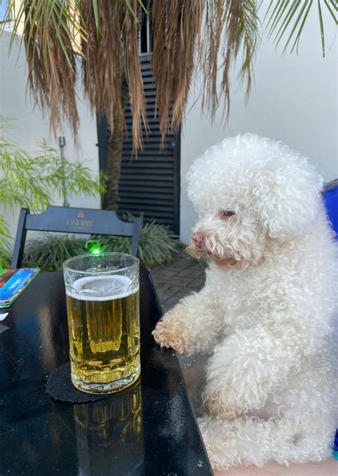 Dog And Beer Photos, Download The BEST Free Dog And Beer Stock Photos ...