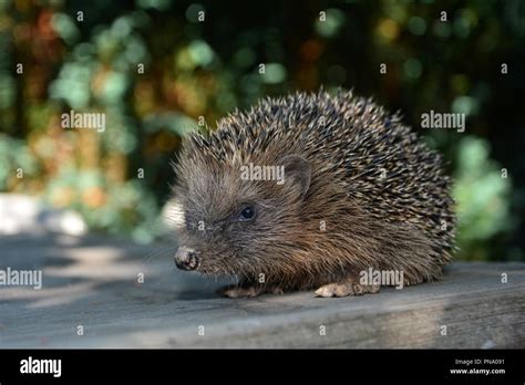 Cute hedgehog -Fotos und -Bildmaterial in hoher Auflösung – Alamy