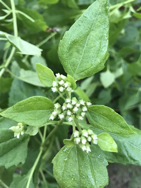 41 Hilarious Snakeroot Puns - Punstoppable 🛑