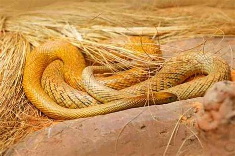 दुनिया के 10 सबसे जहरीले सांप 10 Most Poisonous Snake In The World