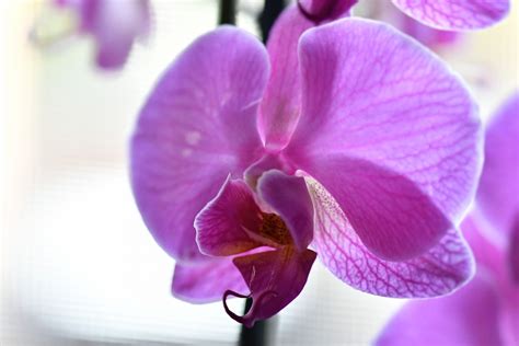 Pink Orchidee Zimmerpflanze Kostenloses Foto Auf Pixabay Pixabay