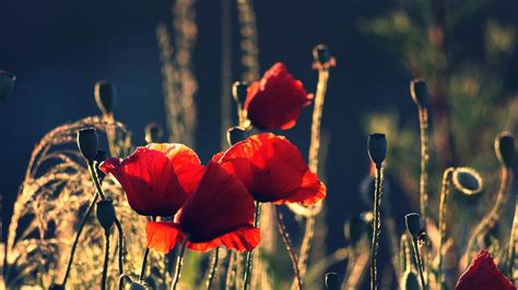 Wallpaper Flowers Red Poppies Flower Poppy Flora Petal Land