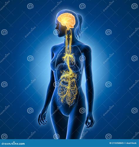 Vagus Nerve Diagram Cartoon Vector CartoonDealer 228835199