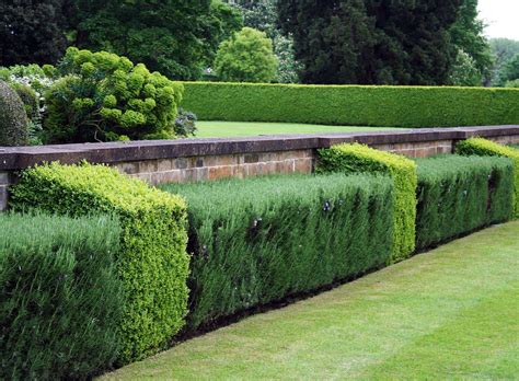 Topiary Hedge Using Rosemary And Buxus With Images Garden Hedges