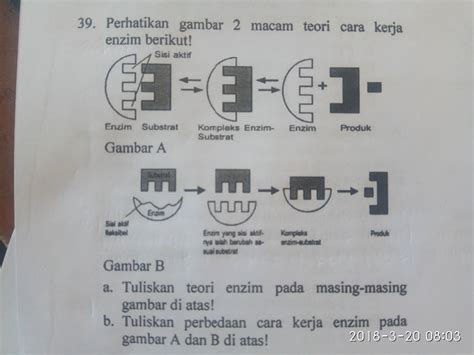 Mekanisme Kerja Enzim