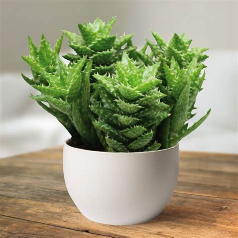 Aloe Squarrosa günstig kaufen - Meingartenshop.de