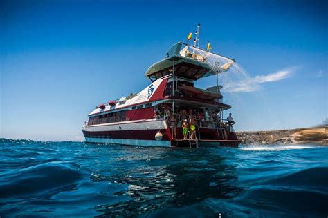 Tripadvisor Royal Delfin Observación de ballenas y delfines en 3