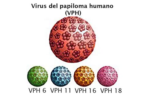 Mini Examen Clínico Evalúe Sus Conocimientos Sobre El Virus Del