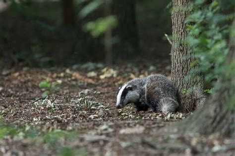 Der Dachs Faszinierende Fakten Ber Dachse Peta