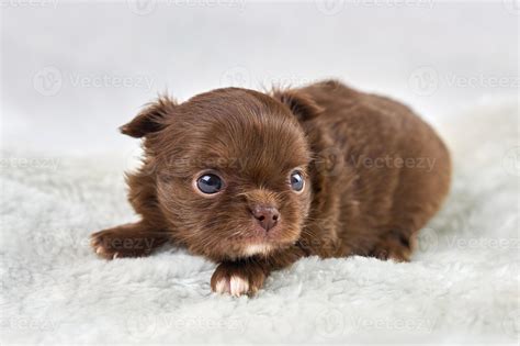 Cute Fluffy Brown Puppies