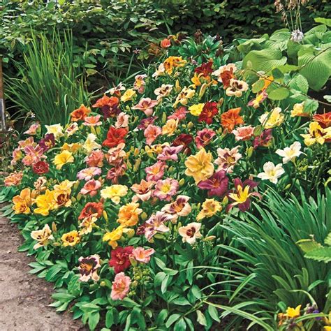 Spring Hill Nurseries Multicolor Dwarf Reblooming Daylily Mix Plant In