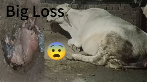 Doston Safed Gay Ne Baccha Gira Diya Youtube