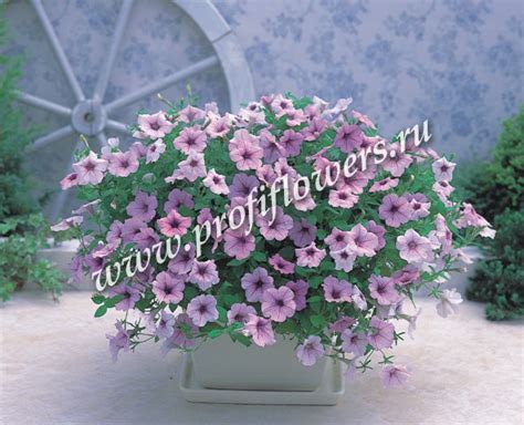 Петуния ампельная Опера