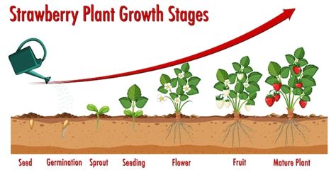 Premium Vector | Strawberry Plant Growth Stages