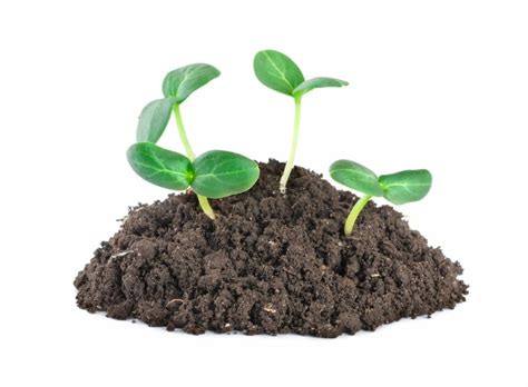 Top 10 Strategies To Boost Soil Fertility Naturally Expert Guide