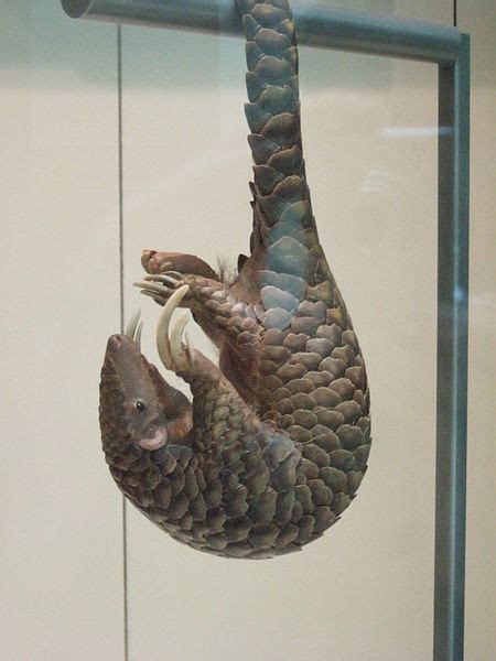 Chinese Pangolin Facts