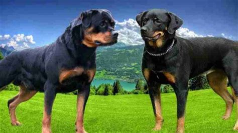 The 5 Cutest Rottweiler Mix Breeds You Need To See Ihomepet